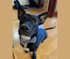 Peanut, a Rat Terrier and Chihuahua mix tested with EmbarkVet.com