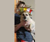 Chino, a Chihuahua and Pomeranian mix tested with EmbarkVet.com