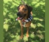 Rufus, a Rottweiler and Beagle mix tested with EmbarkVet.com