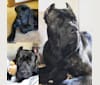 Photo of Riggs, a Boerboel, Neapolitan Mastiff, Rottweiler, and Great Dane mix in Longview, Washington, USA