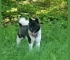 Photo of Casey, an Akita  in Tennessee, USA