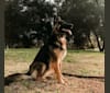 Nova, a German Shepherd Dog tested with EmbarkVet.com