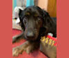 Gemma, a Golden Retriever and Rottweiler mix tested with EmbarkVet.com
