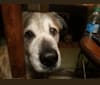 Keno, a Labrador Retriever and Boxer mix tested with EmbarkVet.com