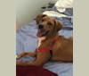 Henry, a German Shepherd Dog and Labrador Retriever mix tested with EmbarkVet.com