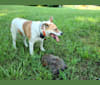 Photo of Akatsuki, an Alaskan Malamute, American Pit Bull Terrier, and American Staffordshire Terrier mix in Strasburg, Virginia, USA