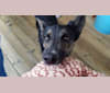 Cooper, a German Shepherd Dog and Siberian Husky mix tested with EmbarkVet.com