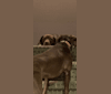 Photo of Utah, an American Pit Bull Terrier and Boykin Spaniel mix in Acworth, Georgia, USA