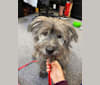 Sebastian, a Japanese or Korean Village Dog tested with EmbarkVet.com