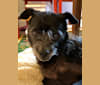 Photo of Eddie, a Poodle (Small), Chihuahua, and Mixed mix in Newton, Massachusetts, USA