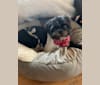DAJ, a Shih Tzu tested with EmbarkVet.com
