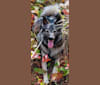 Ellie, a Norwegian Elkhound tested with EmbarkVet.com