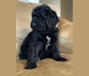 Leopold, a Newfypoo tested with EmbarkVet.com