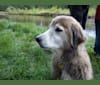 JoJo, a Golden Retriever and Labrador Retriever mix tested with EmbarkVet.com