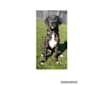 Photo of Duke, an American Pit Bull Terrier, Beagle, and Mixed mix in Bamberg, South Carolina, USA