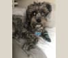 Photo of Malcolm Wiggles, a Shih Tzu, Poodle (Small), Miniature Schnauzer, and Lhasa Apso mix in Tigard, Oregon, USA