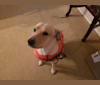 Benny, a Great Pyrenees and Mountain Cur mix tested with EmbarkVet.com