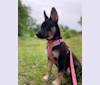 Hazel Mae Frizzell, a Siberian Husky and German Shepherd Dog mix tested with EmbarkVet.com