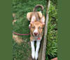 Benji, a Siberian Husky and German Shepherd Dog mix tested with EmbarkVet.com