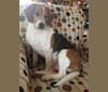 Barney, a Beagle tested with EmbarkVet.com