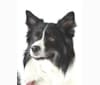 Flinx, an Icelandic Sheepdog tested with EmbarkVet.com