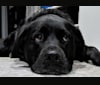 Darth Vada, a Rottweiler and Golden Retriever mix tested with EmbarkVet.com