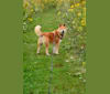 Kobe, a Siberian Husky and Chow Chow mix tested with EmbarkVet.com