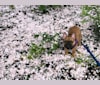 Photo of Greta, a French Bulldog  in Umpqua Valley Kennels French Bulldogs, Umpqua Valley Lane, Drain, OR, USA