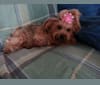 Tata, a Yorkshire Terrier tested with EmbarkVet.com