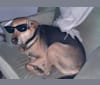 Banjo, a Southeast Asian Village Dog tested with EmbarkVet.com