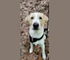 Photo of Whiskey Tango Foxtrot Birtchman, a Labrador Retriever, Golden Retriever, Great Pyrenees, Komondor, and Boxer mix in Parke-Vermillion County Humane Society, Indiana 63, Hillsdale, IN, USA