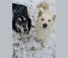 Photo of Frosty, a German Shepherd Dog, Siberian Husky, Samoyed, Alaskan Malamute, and Mixed mix in Deming, NM, USA