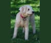 Photo of Fig, a Soft Coated Wheaten Terrier, Miniature Schnauzer, and Shetland Sheepdog mix in Guelph, ON, Canada