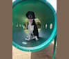 Molly, a Labrador Retriever and Bluetick Coonhound mix tested with EmbarkVet.com