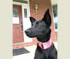 Pippy, a Boxer and German Shepherd Dog mix tested with EmbarkVet.com