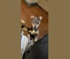 Acosha, a Teddy Roosevelt Terrier tested with EmbarkVet.com
