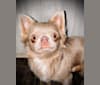 Photo of Orvi, a Chihuahua  in Joplin, MO, USA