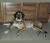 Nina, a Black and Tan Coonhound and Great Pyrenees mix tested with EmbarkVet.com