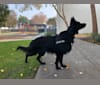 Izzy Bijoux, a German Shepherd Dog tested with EmbarkVet.com