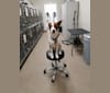 Photo of Nala Babe, an American Pit Bull Terrier, Siberian Husky, Australian Cattle Dog, American Bulldog, and Australian Shepherd mix in Evansville, IN, USA