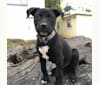 Jackson, an American Bully and German Shepherd Dog mix tested with EmbarkVet.com