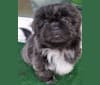 Morpheus, a Shih Tzu tested with EmbarkVet.com
