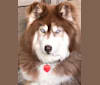 Scarlett, a Siberian Husky tested with EmbarkVet.com