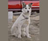 Sylvi, a Siberian Husky and Australian Cattle Dog mix tested with EmbarkVet.com