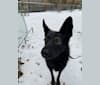 Korven, a Central Asian Village Dog tested with EmbarkVet.com