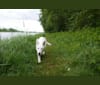 ALPINE VON WHITE NOBLESS, a White Shepherd tested with EmbarkVet.com