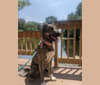 Isla, an Anatolian Shepherd Dog tested with EmbarkVet.com