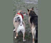 Ebby, an Eastern European Village Dog tested with EmbarkVet.com