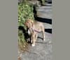 Ida, an Anatolian Shepherd Dog tested with EmbarkVet.com