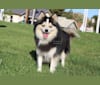 Trippy, a Pomsky tested with EmbarkVet.com